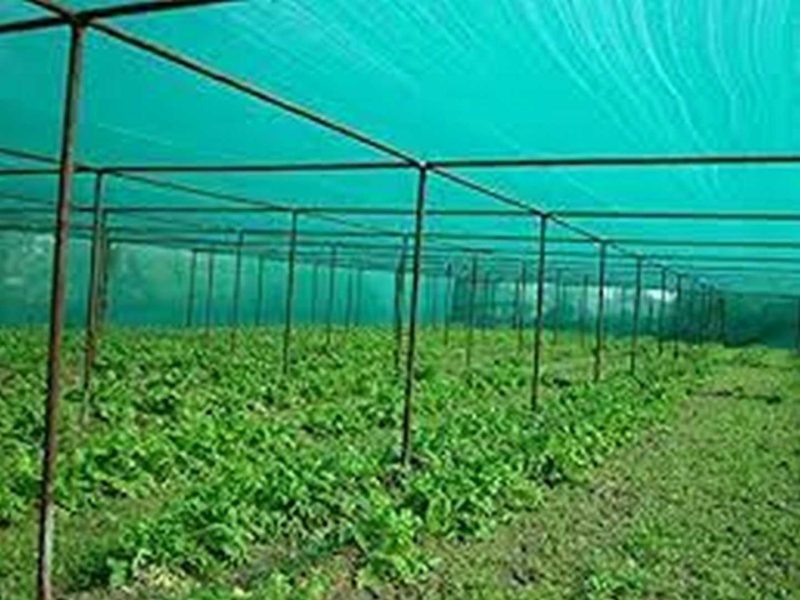 গ্রীন হাউজের সবুজ শেড নেট( ১৪ ফিট x ৫ ফিট)
