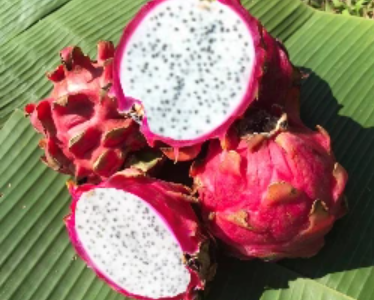 Thai White Dragon সাদা ড্রাগন ফল