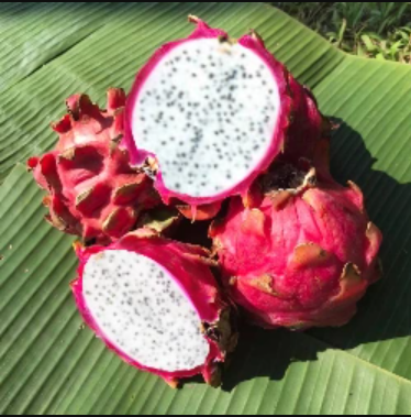 Thai White Dragon সাদা ড্রাগন ফল