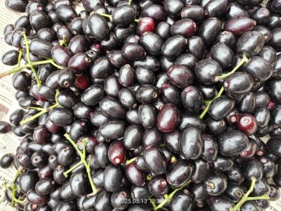 Deshi Black Jam- কালা জাম
