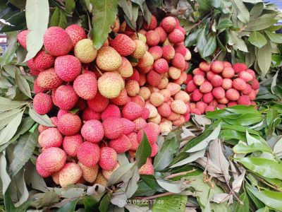 Mozaffar Lychee