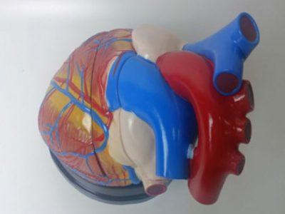 3-Part Human Natural Anatomical Jumbo Plastic Heart