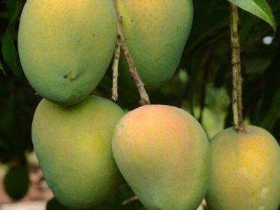 Harivanga হাড়িভাঙা আম