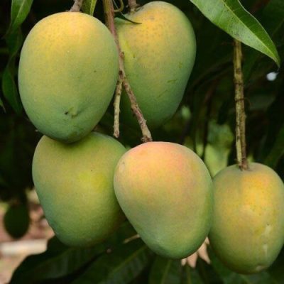 Harivanga হাড়িভাঙা আম