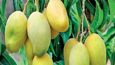 ল্যাংড়া আম - langra aam mango