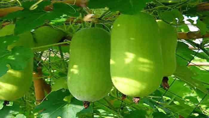 কুমড়া (মিস্টি ও চাল কুমড়া)