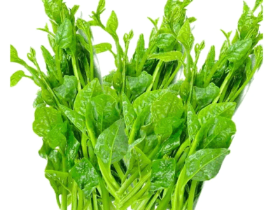 পুই শাখ