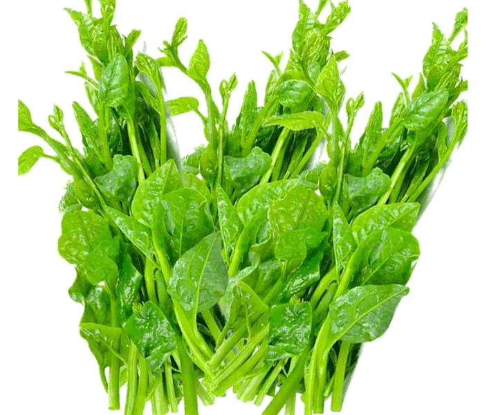 পুই শাখ