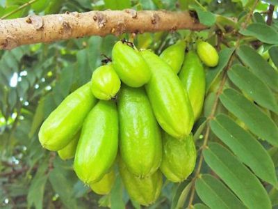বিলম্বি