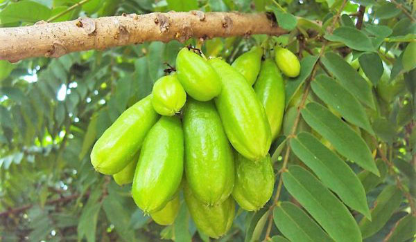বিলম্বি