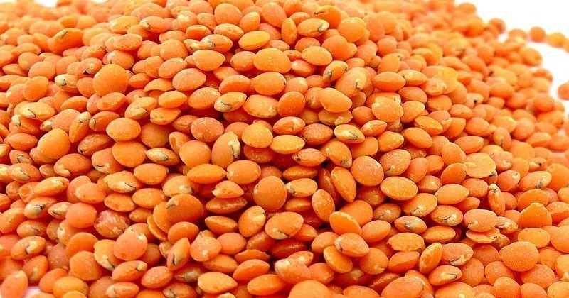 মসুর ডাল (বড় দানা)